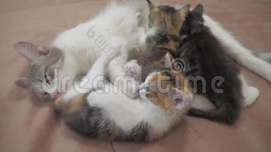 猫喂小猫慢动作视频.. 猫妈妈和毛茸茸的小猫。 宠物小猫的生活方式