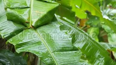 亚洲的雨季。 <strong>香蕉</strong>棕榈树<strong>种植</strong>园的热带雨。 落在<strong>香蕉</strong>叶上的水滴。 泰国。