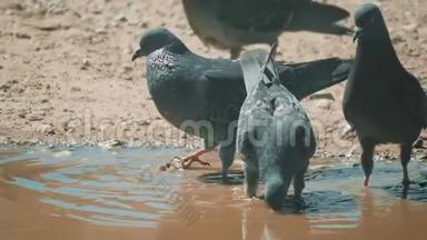 都市人在运动，雨后沐浴在水坑里。 鸽子在水中的水坑里洗澡生活方式炎热夏季缓慢