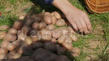年轻的生土豆。 双手剥土豆皮。 特写镜头。