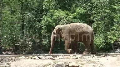 一头大象在泰国冷却。