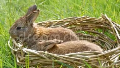 夏天或<strong>春</strong>天，两只每<strong>周</strong>刚出生的小可爱的毛茸茸的小兔子在绿草柳条篮子里
