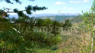 松枝带着绿色的针在美丽的山脉的背景下<strong>迎风飘扬</strong>。