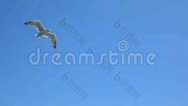 蓝天上的白海鸥