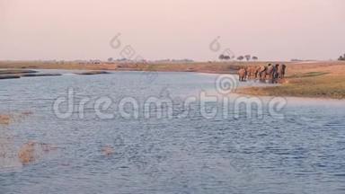 一群非洲大象在日落时从Chobe河喝水。 在Chobe国家公园里进行野生动物园和乘船游览，