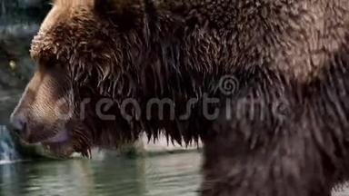 堪察加布朗熊乌尔苏斯阿克托斯白令纳斯。 棕色皮毛，危险和好斗的动物。