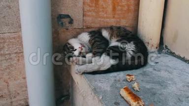 <strong>无家可归</strong>的三色猫蜷缩着躺着，试图睡觉，旁边是一片面包。 <strong>无家可归</strong>的问题，没有人