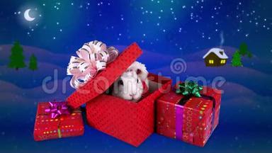 圣诞礼品盒惊喜，白兔开门礼物盒