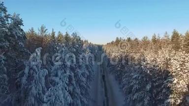 白雪覆盖的松树和松树之间的一条狭窄的森林道路。