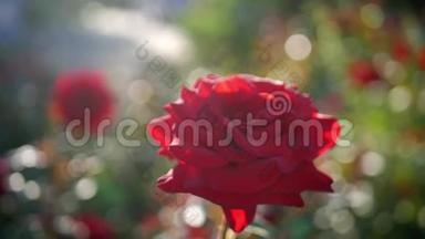 花园里盛开的红玫瑰，阳光灿烂。