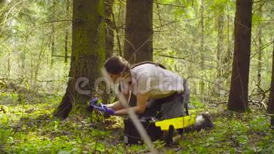 森林科学家生态学家采集苔藓样本