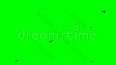 黑色乌鸦飞过头顶Chroma关键镜头绿色屏幕背景