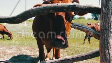奶牛在摄像机镜头中透过木栅栏<strong>观看</strong>，从下面<strong>观看</strong>