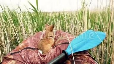 在河上的芦苇里坐船的狗。 快乐的奇瓦瓦躺在皮艇上，在阳光下的芦苇中。 渔猎夏日