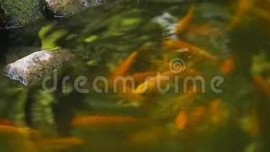 日本池塘里的浮<strong>鱼跳出</strong>水面和石头