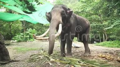 大型大象与獠牙股票视频