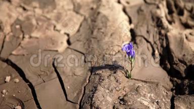 在干涸的土地上浇灌一朵紫罗兰色的花