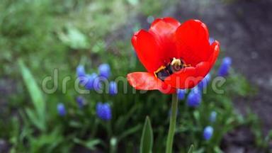 一朵美丽的红色郁金香在绿草和蓝色花朵的背景下随风摆动。 慢动作。 1920x1080