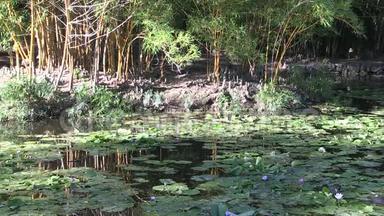 下午在澳大利亚布里斯班植物园的池塘上晒太阳。