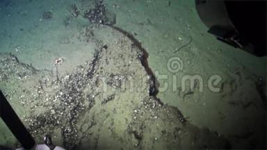 太平洋科科斯岛<strong>海底海底</strong>螃蟹。