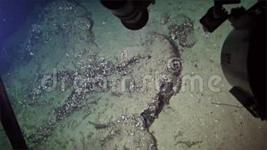 太平洋科科斯岛海底海底螃蟹。