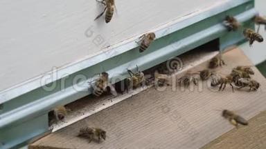 成群结队的蜜蜂。 形成新的蜂群家族蜜蜂。 能在某一点上飞行的蜜蜂从蜂巢中飞出。 他们要去