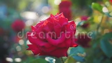 花园里盛开的红玫瑰，阳光灿烂。