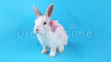 有趣的白色小兔子，带着粉红色的蝴蝶结坐在那里环顾四周