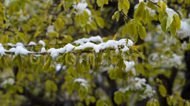 异常天气。 四月下旬下雪。 在树上，绿叶和鲜花