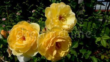 三朵黄色玫瑰在风中绽放