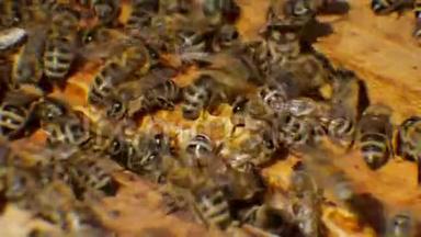 蜂房中的蜜蜂产生蜡，并从它<strong>中建</strong>造蜂窝。