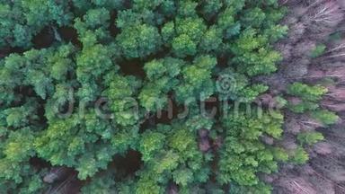 茂密的针叶林俯视空中镜头-茂密的松树林