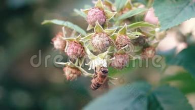 蜜蜂在一朵覆盆子花上采蜜