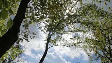 春林中各<strong>种树</strong>冠，与太阳对着蓝天。 树的底部景色