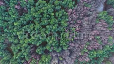 茂密的针叶林俯视空中镜头-茂密的松树林