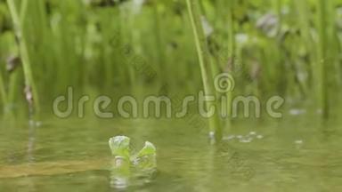 单瓣绿叶过水.. 绿叶过水和<strong>植物</strong>的背景。 阳光和绿叶在<strong>水中</strong>