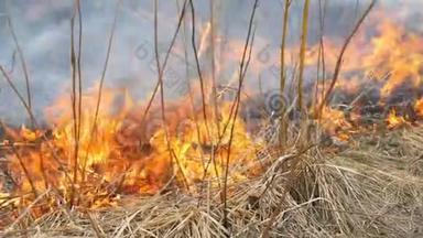 自然界中自发的火，燃烧的草，森林，树木，灌木丛.. 巨大的被烧毁的土地面积