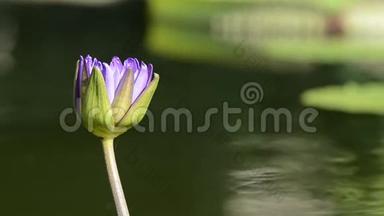 紫花中镜头