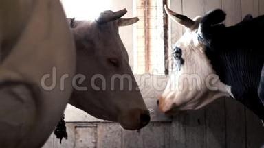 奶牛站在牛奶场的谷仓里挤奶。 在牛棚里挤奶