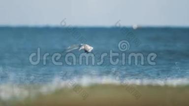 海鸥鸟在波浪状的海水上猎鱼