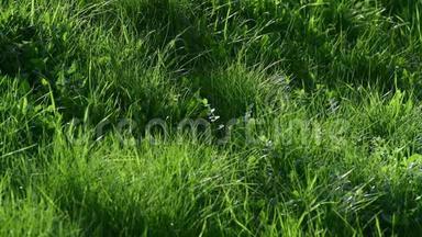 春天嫩绿的小草，碎片.