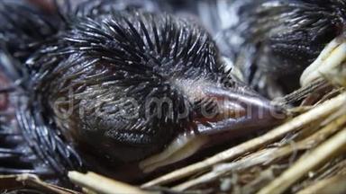新生鸟的头在巢上睡觉