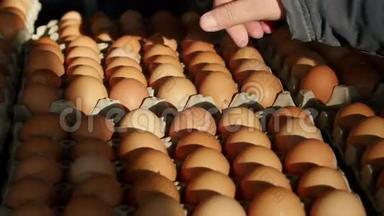 家禽养殖场的新鲜鸡蛋