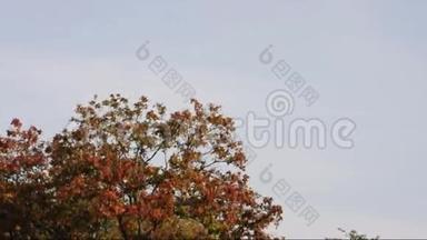 刮风的一天秋天的树