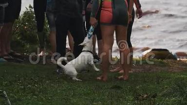 小白狗咬塑料瓶盖，和穿泳装的女孩玩耍