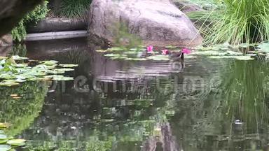 澳大利亚一种澳大利亚的沼泽，黑斑菌，在澳大利亚一个日式花园的池塘里。