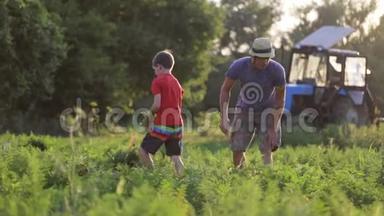 有孩子的农民在生态农场收获有机胡萝卜作物。