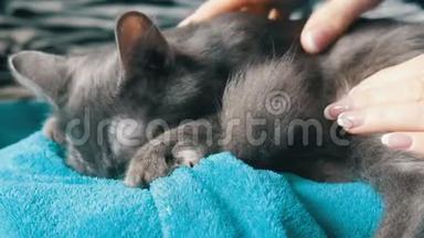 一只美丽的灰猫躺在一个女人的腿上，她轻轻地抚摸着他，他咕噜着，摸着他的爪子