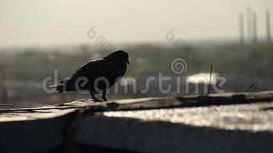 一只鸽子坐在屋顶上的剪影