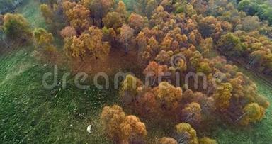 在雾蒙蒙的天气里，在五颜六色的秋白桦林上向前<strong>鸟</strong>瞰。 秋天的橙色，绿色，黄色的红色<strong>树林</strong>